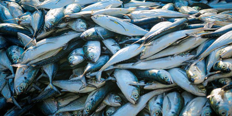 بازار ماهی فروشان جنوب در آستانه عید فطر